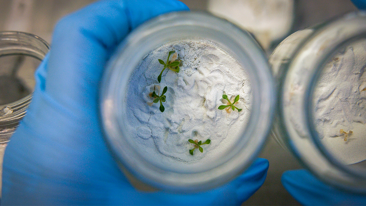 Plants growing in sand inside of a glass held by a researcher wearing blue gloves